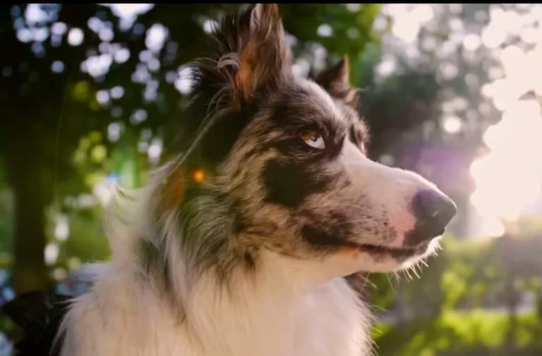 Photo of a dog at the campsite